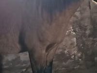 Farasi dume, Mugalzhar horse — picha 1