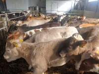 牛只（批次，未指定性别）, Simmental cattle — 照片 4