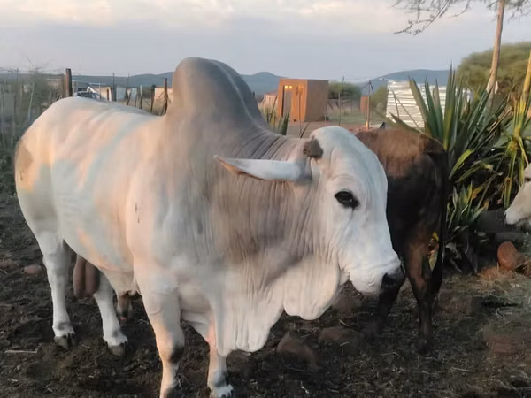 Bull, Brahman — South Africa