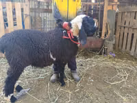 母羊, Sheep — 照片 2