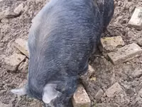 Boar — photo 1