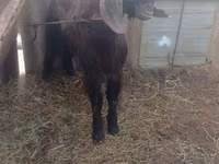 Cabro, Damask goat — foto 2