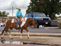 Hengst, Pinto horses — Foto 8