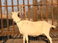 Ziege, Saanen goat — Foto 3