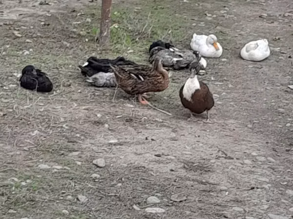 Утки