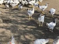 Chickens — 照片 5