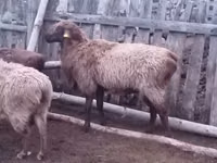 كبش, Edilbay sheep — الصورة 1