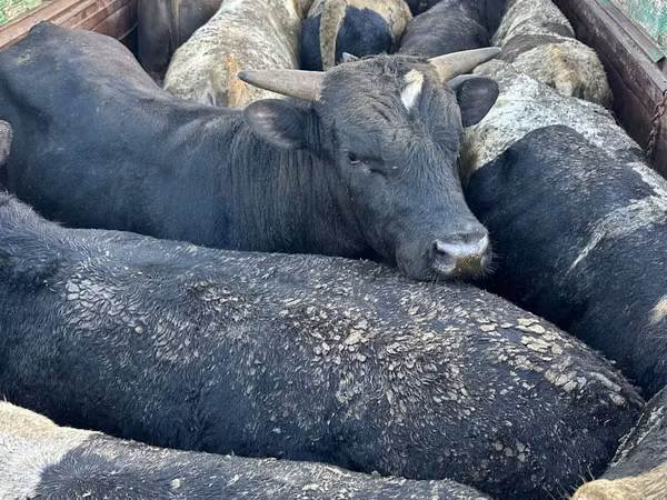 公牛, Cattle