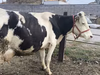 Cow, Holstein breed — photo 5
