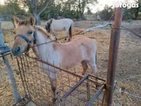 Caballo, Welsh Cob — foto 2