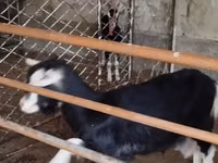 عنزة, Alpine goat — الصورة 3