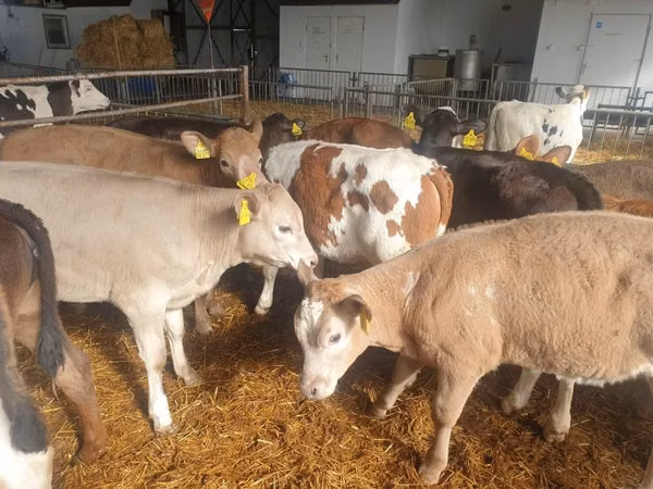 Cattle (batch, sex not specified), Cattle