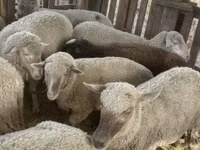 نعجة, Blackheaded Persian sheep — الصورة 7