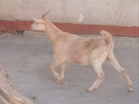 母山羊, Goats — 照片 1