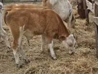 牛只（批次，未指定性别）, Simmental cattle — 照片 6