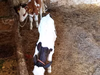 Ng'ombe jike, Russian Black pied cattle — picha 6