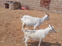 عنزة, Toggenburg goat — الصورة 1