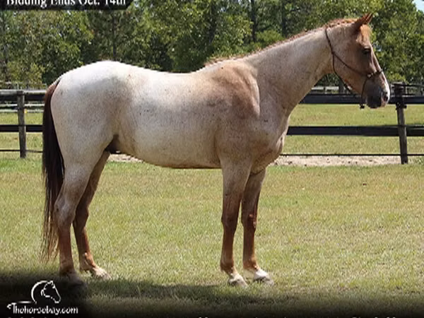 Horse (M), Tennessee Walking Horse