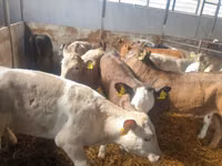 أبقار (دفعة، الجنس غير محدد), Simmental cattle — الصورة 5