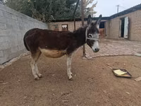 فرس, الخيول — الصورة 3