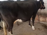 Cow, Alatau breed — photo 4