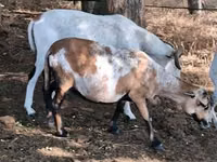 भेड़, Cameroon sheep — फ़ोटो 5