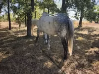 公马, Horses — 照片 2