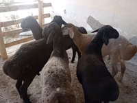 Ram, Sheep — photo 3