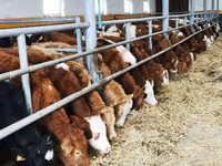 Lo’ (xirmo, jins lama sheegin), Simmental cattle — sawirka 2