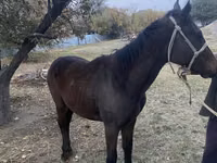 公马, Kazakh horse — 照片 3