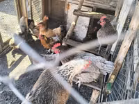 एडलर सिल्वर — फ़ोटो 3