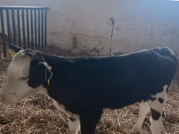 Cow, Simmental cattle