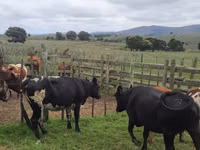 Kuh, Nguni cattle — Foto 5