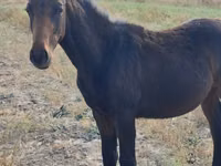 Horse (M), Thoroughbred horse — photo 3
