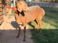 Oveja, Arashan sheep — foto 4