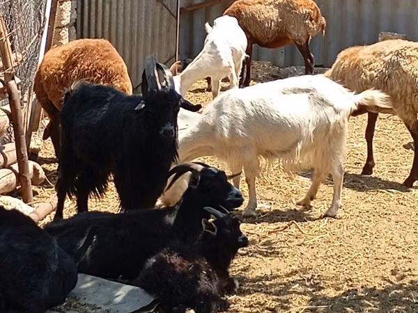 Goats (batch, sex not specified), Goats