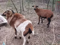 كبش, Cameroon sheep — الصورة 8