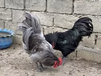 Chickens — 照片 4