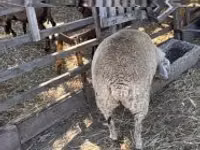 Sheep, Beltex sheep — photo 3