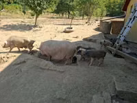 Schweine (Partie, Geschlecht nicht angegeben) — Foto 1