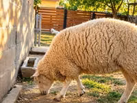 母羊, British  Milksheep — 照片 3
