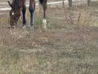 Faras, Lipizzaner — sawirka 5