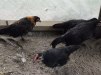 Czech Gold Brindled Hen — picha 1