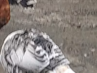 ब्रॉड ब्रेस्टेड व्हाइट — फ़ोटो 4