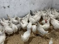 Chickens — foto 4