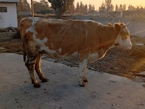 Kuh, Simmental cattle