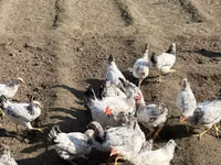 Chickens — 照片 1