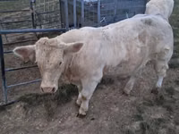 Toro, Charolais cattle — foto 7