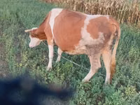 गाय, Simmental cattle — फ़ोटो 4