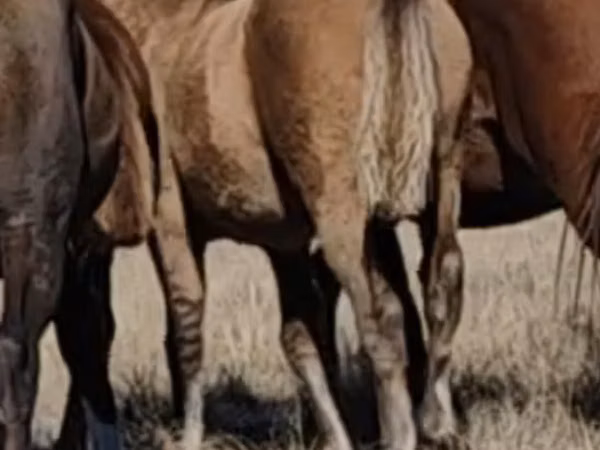 Farasi (kikundi, jinsia haijatajwa), Mugalzhar horse
